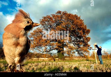 Ein Eichelhäher beobachtet Bemühungen, es zu züchten in Großbritannien s National Forest zu locken Stockfoto
