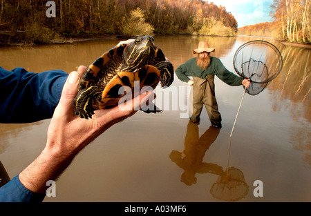 Notvermittlung räuberische Sumpfschildkröten nach Ninja Schildkröte Verrücktheit Stockfoto