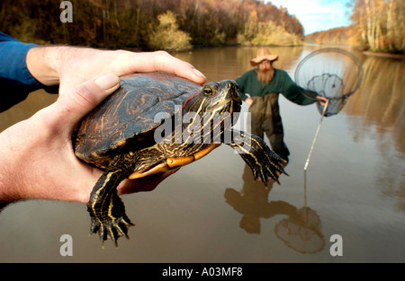 Notvermittlung räuberische Sumpfschildkröten nach Ninja Schildkröte Verrücktheit Stockfoto