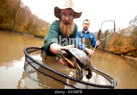 Notvermittlung räuberische Sumpfschildkröten nach Ninja Schildkröte Verrücktheit Stockfoto