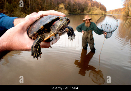 Notvermittlung räuberische Sumpfschildkröten nach Ninja Schildkröte Verrücktheit Stockfoto