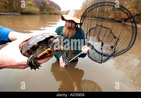 Notvermittlung räuberische Sumpfschildkröten nach Ninja Schildkröte Verrücktheit Stockfoto