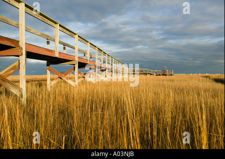 Marsh im Herbst Marshfield, Massachusetts Stockfoto