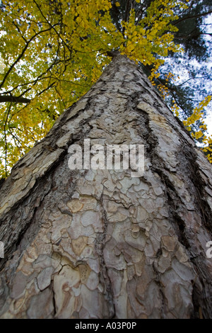 Stamm der Coast Redwood Sequoia Sempervirens Worcestershire UK Stockfoto