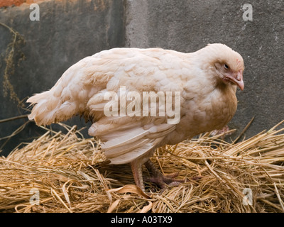 Huhn stehend auf Heu außerhalb altes Haus in ländlichen Dorf Bungamati Kathmandu Tal Nepal Asien Stockfoto