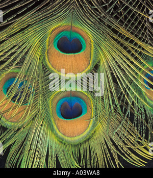 Pfauenschwanz Federn in Close up Stockfoto
