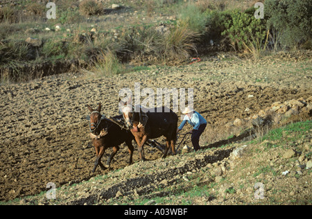 Pflügen mit Maultieren Sierra Nevada Spanien Stockfoto