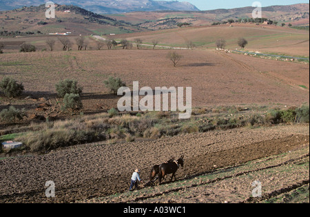 Pflügen mit Maultieren Sierra Nevada Spanien Stockfoto