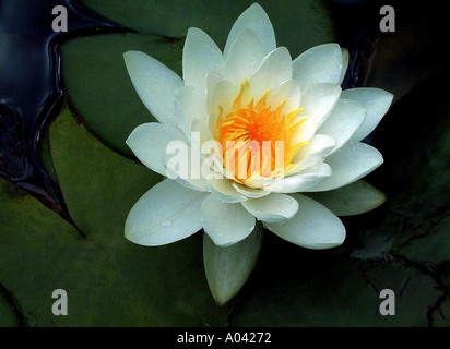 Nymphaea Alba Seerose Blume Stockfoto