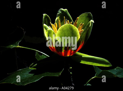 Liriodendron Tulipifera der Tulpenbaum Stockfoto