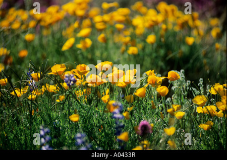 Frühlingsblumen in der sonoranischen Wüste Arizona USA Stockfoto