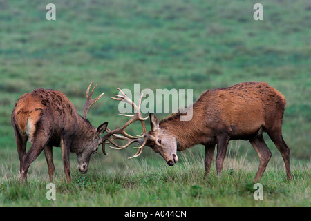 Kampf gegen rote Hirsche während der Brunft (Cervus Elaphus) Stockfoto