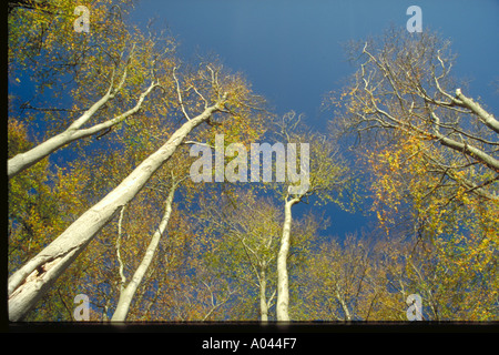 NACHSCHLAGEN VON BÄUMEN Stockfoto