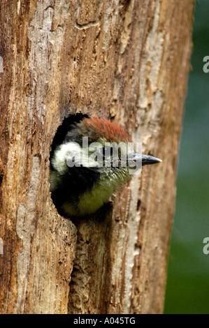 Mitte-spotted Woodpecker (Dendrocopos Medius, Picoides Medius) Stockfoto