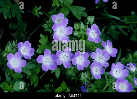 Texas babyblau Augen Flanell Hose Nemophila Phacelioides in McKinney Falls State Park wilde Blumen fotografiert Stockfoto