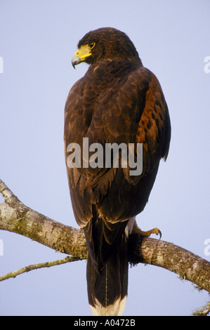 Harris Hawk Parabuteo Unicinctus fotografiert McMullin County Texas Stockfoto