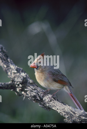 Weiblichen nördlichen Kardinal Cardinalis Cardinalis in McMullin County Texas fotografiert Stockfoto