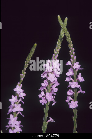 Texas Vervain Eisenkraut Produktionskapaziaet Teil der Vebena Familie in Bastrop County Texas fotografiert Stockfoto