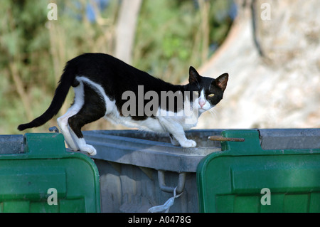 Wildkatze in Kreta, Griechenland Stockfoto