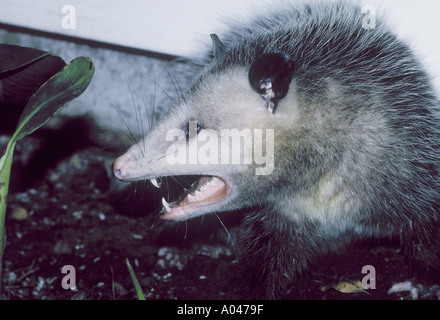 Opossum Virginia Didelphis Virginiana Stockfoto