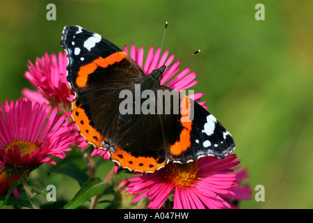 Red Admiral Schmetterling sitzt auf Aster-Blüten (Vanessa Atalanta) Stockfoto