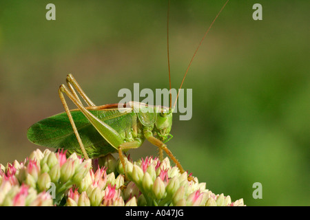 Zuckenden grün Bushcricket männlich (Tettigonia Cantans sitzen auf Sedum Telephium) Stockfoto