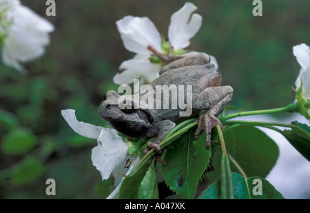 Japanischer Laubfrosch / Hyla Japonica. Bikin-Fluss, Nord-Ussuriland, Russland Stockfoto