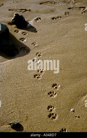 Hund Pawprints im Sand am Strand Stockfoto