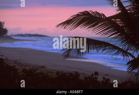 Sonnenuntergang und Palmen Zweige über Karibik-Strand Stockfoto