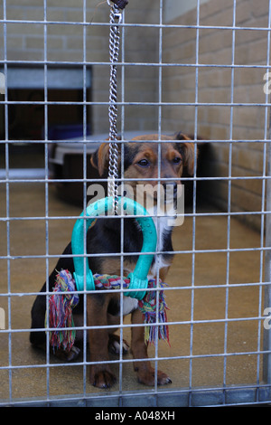 Hund in einer Tierrettung Mitte warten auf neue Besitzer und Wiederansiedlung Stockfoto