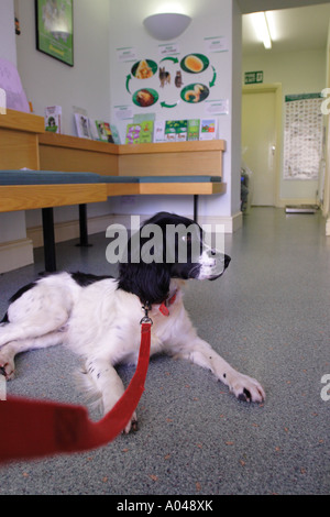 Hund wartet geduldig auf dem Boden ein Haustier Tierklinik Stockfoto