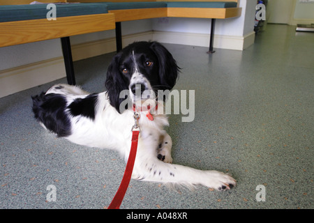 Springer Spaniel Hund warten an die Tierärzte pet Klinik Chirurgie Stockfoto