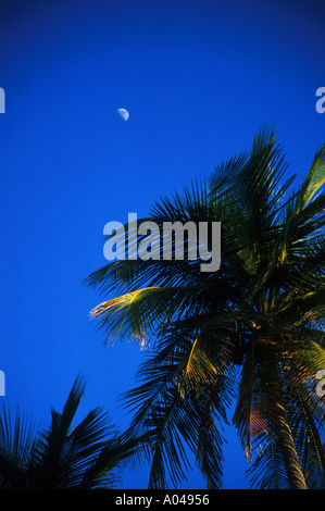 Mondaufgang über Palmen Stockfoto