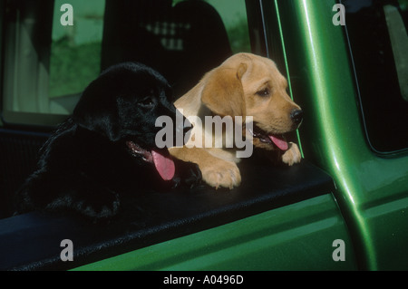 Lab Welpen in einem Pickup-truck Stockfoto