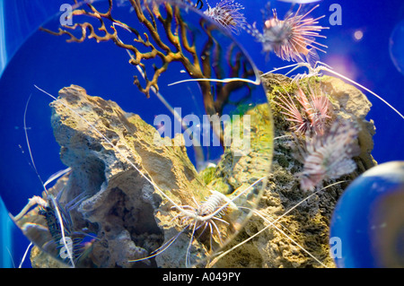 Südafrika Kapstadt Teufel Firefish Pterois Meilen auf dem Display an zwei Ozeanen Aquarium gefangen Stockfoto