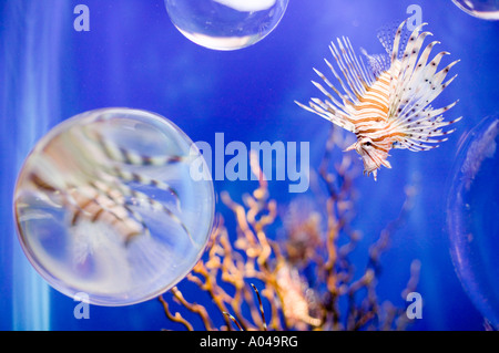 Südafrika Kapstadt Teufel Firefish Pterois Meilen auf dem Display an zwei Ozeanen Aquarium gefangen Stockfoto