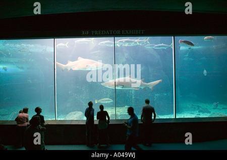 Südafrika Kapstadt Silhouette von Touristen beobachten Ragged Tooth Shark und andere Fische im Two Oceans Aquarium Stockfoto
