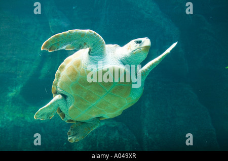 Südafrika Kapstadt Leatherback Schildkröte Dermochelys Coriacea schwimmen in Two Oceans Aquarium Stockfoto