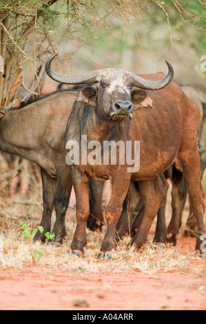 Afrika Kenia Tsavo West Nationalpark Red Dust Cover gehört der Kaffernbüffel Syncerus Caffer Fütterung in Wüste Peeling Stockfoto