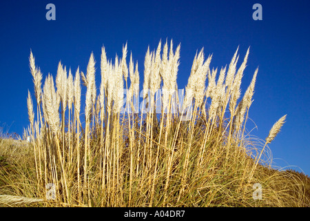 Gemeinsamen Schilf Phragmites Australis gegen blauen Himmel Stockfoto