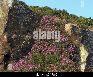 BELL HEATHER ÜBER GRITSTONE BÖSCHUNG CURBAR LÜCKE DERBYSHIRE ENGLAND Stockfoto