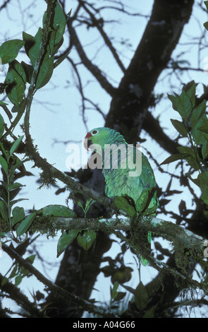 Grüner Papagei Tortuguero Regenwald Costa Rica Stockfoto