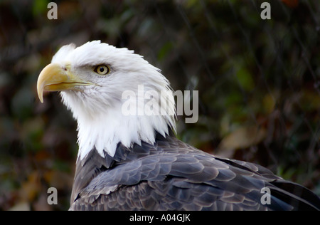 Der Weißkopfseeadler (Haliaeetus leucocephalus) Stockfoto