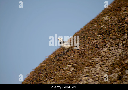 "Pied Wagtail" auch als Bachstelze (Motacilla alba) auf der Suche nach Insekten auf der Strohdach bekannt Stockfoto