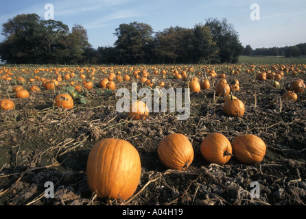 Kürbisse Ernte angebaut für Halloween-Event im Bereich Landwirte bereit zum Heben Stockfoto