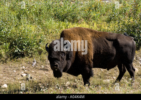 Männliche Holz Bison in Holz Buffalo National Park in den Northwest Territories Stockfoto
