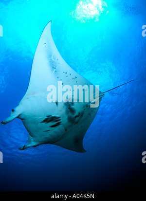 Manta Ray Goofnuw Kanal Yap Insel Mikronesiens Südpazifik Stockfoto