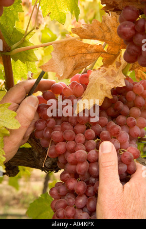 Hände, die ökologischen/biologischen "Herbst Blaze" Trauben ernten, Stockfoto