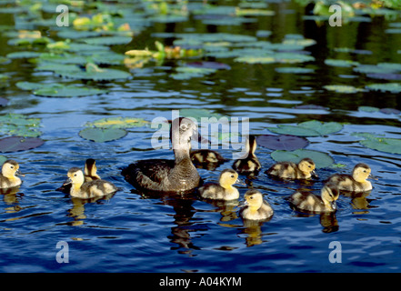 33,092.28100 stolz und glücklich, Mutter & glückliche Babys - Ring-necked Duck & Entlein schwimmen, in der Sonne zu den See Lily Pads in das klare blaue Wasser Stockfoto