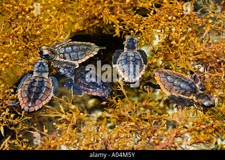 Unechte Karettschildkröte Jungtiere Caretta Caretta Zuflucht unter Sargassum Unkraut Sargassum Natans Juno Beach Florida Stockfoto